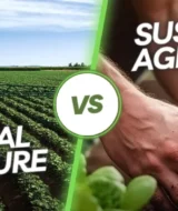 Industrial Agriculture VS Sustainable Agriculture